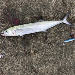 エギングの合間に